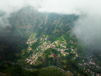 Aerial view of trees in forest