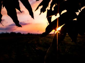 Close-up of silhouette leaves against sky during sunset