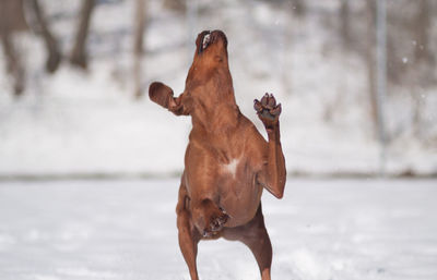 Dog enjoying in snow