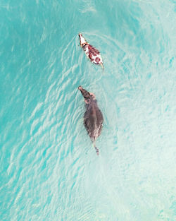 High angle view of a buffalo and a cow in the lake