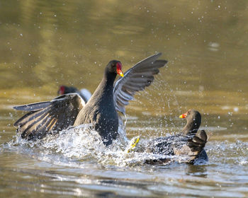 Ducks swimming in lake