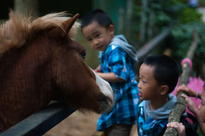 Close-up of horse and siblings outdoors