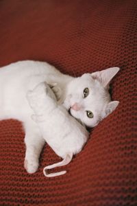 High angle portrait of a cat lying down