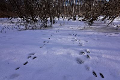 Bare trees on snow covered field