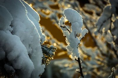 Close-up of frozen leaves during winter