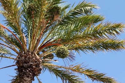 Low angle view of palm tree against clear blue sky