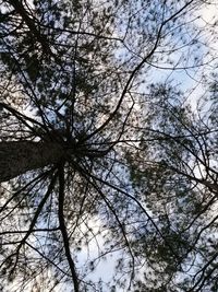 Low angle view of bare trees against sky