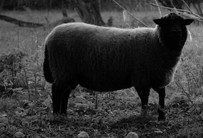 animal