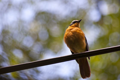 Close-up of bird perching on branch