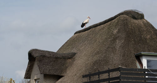 Low angle view of seagull perching on roof against building