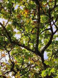 Low angle view of tree against sky