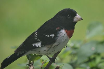 Close-up of bird perching on plant