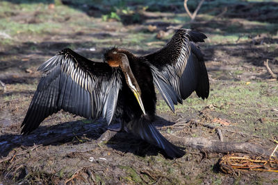 Bird flying over a field