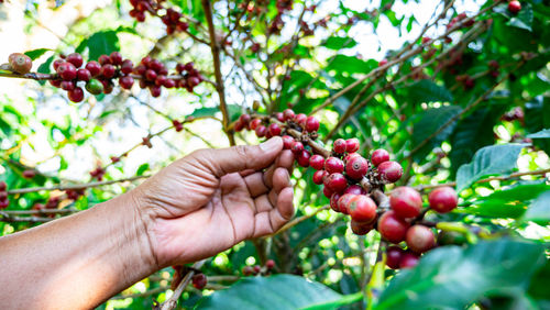 Hand holding berries growing on plant