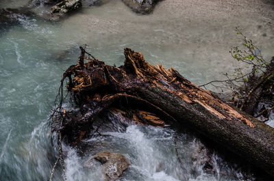 High angle view of driftwood in sea