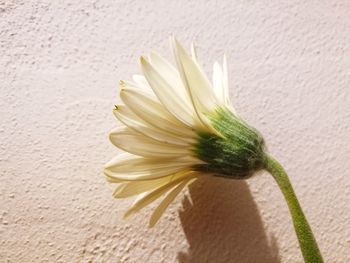 Close-up of white flower against wall