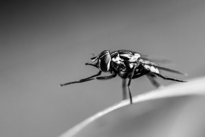 Close-up of fly on a blade of grass