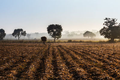 Scenic view of field against sky