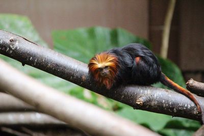 Golden headed lion tamarin on branch at london zoo