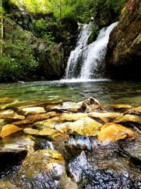 Scenic view of waterfall in forest