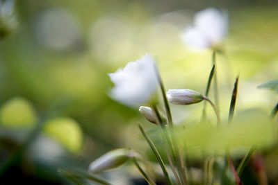 Close-up of white flowering plant on field