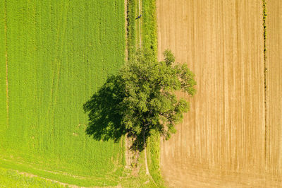 Plants growing on field