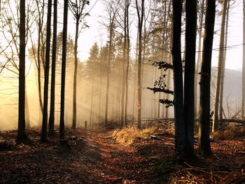 Trees in forest during foggy weather