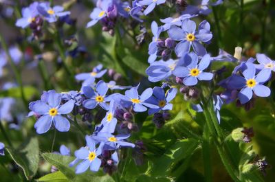 Close-up of purple flowers