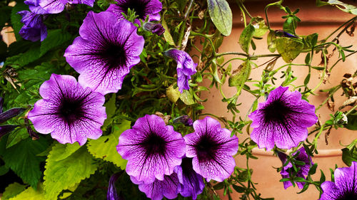 Close-up of purple flowering plants