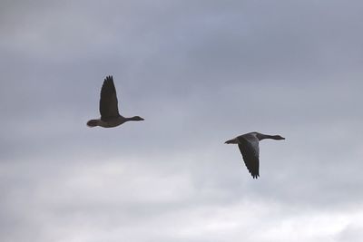 Low angle view of seagull flying against sky