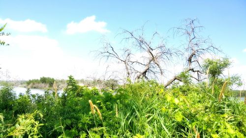 Trees growing against sky