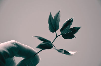 Cropped hand holding leaves against white background