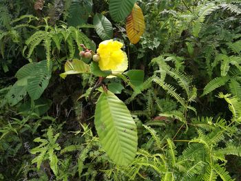 Close-up of yellow flowers blooming outdoors