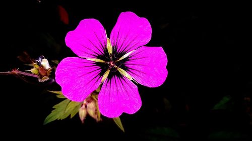 Close-up of pink flower blooming against black background