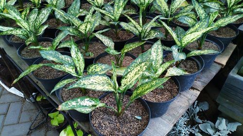 High angle view of potted plants in yard