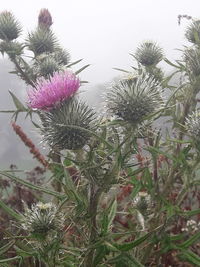 Close-up of thistle flowers