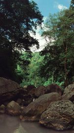 Scenic view of rocks in forest against sky