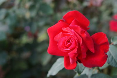Close-up of red rose blooming outdoors