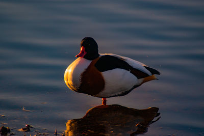 View of a duck in lake