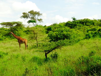 View of giraffe on field against sky