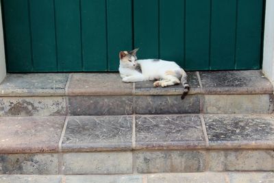 Cat lying on wall