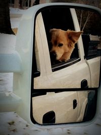 Dog sitting in car
