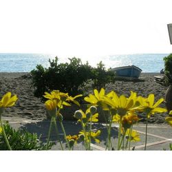 View of flowers in sea