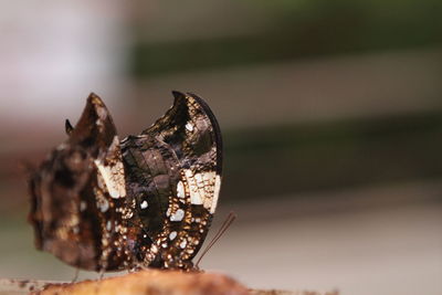 Close-up of ice cream on table