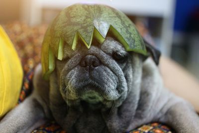 Close-up of a dog sleeping