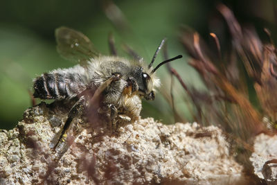 Close-up of bee on rock