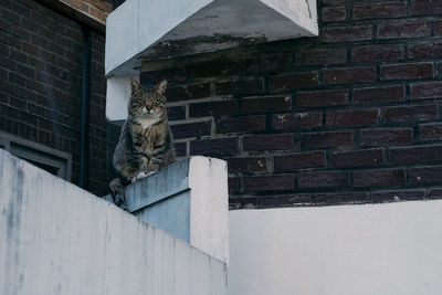 Cat sitting on brick wall