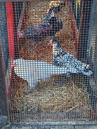 Fishing net in cage