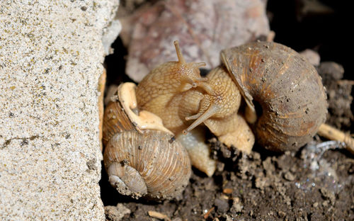 Close-up of snail crawling