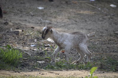 Side view of rabbit on field